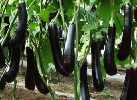 تصویر 1 از قیمت خرید بادمجان قلمی صادراتی + فروش ویژه